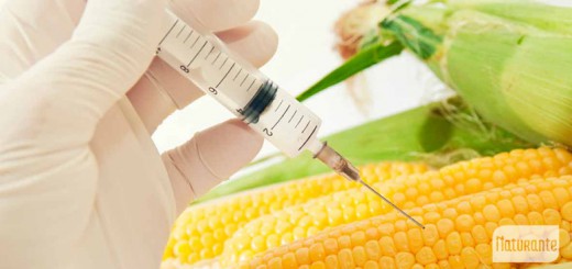 La Ruleta Genética, Organismos Genéticamente Modificados (OGM)